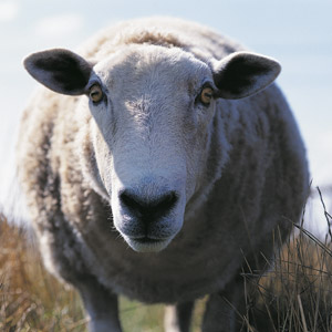 sheep