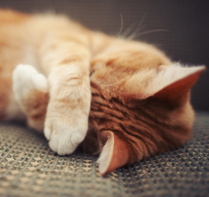 Get Cat Urine Smell Out of Furniture