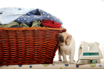 How to Get Cat Urine Smell Out of Clothes