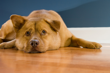 How to Get Dog Urine Smell Out of Hardwood Floors
