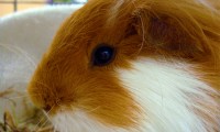 How to Get Pet Smell Out of House