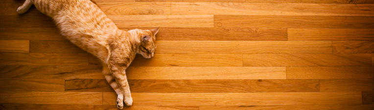 cat-hardwood-floor