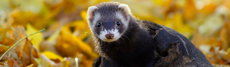 ferret