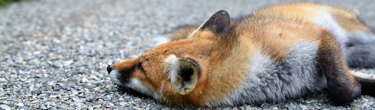 roadkill