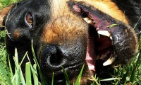 How to Get Dog Urine Smell Out of Grass