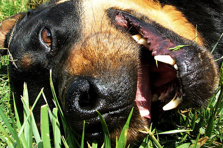 How to Get Dog Urine Smell Out of Grass
