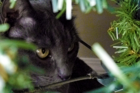 How to Get Cat Urine Smell Out of Christmas Tree?