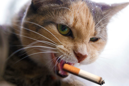 How to Get Cigarette Smell Out of Cat Without Bath?