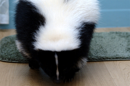 How to Get Skunk Smell Out of Carpet