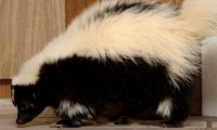 How to Get Skunk Smell Out of Furniture