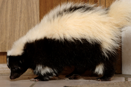 How to Get Skunk Smell Out of Furniture