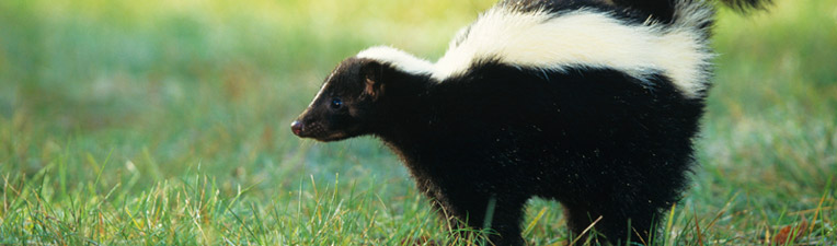 skunk