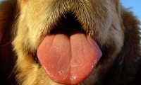 How to Freshen Dog’s Breath