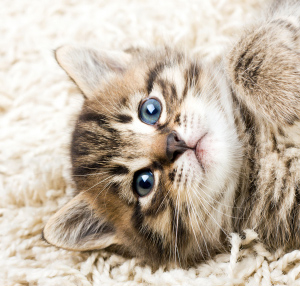 How to Get Cat Urine Smell Out of Carpet