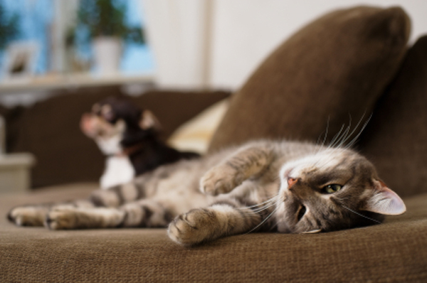 How to Get Cat Smell Out of Couch