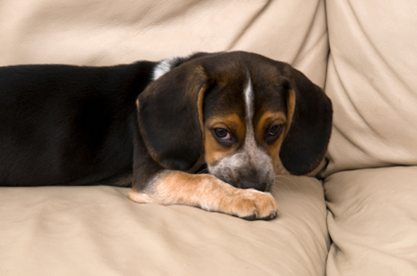 How to Get Dog Urine Smell Out of Couch