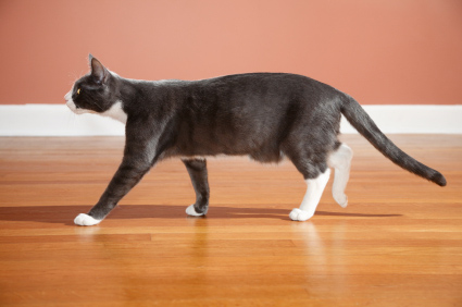 How to Get Cat Urine Smell Out of Hardwood Floors