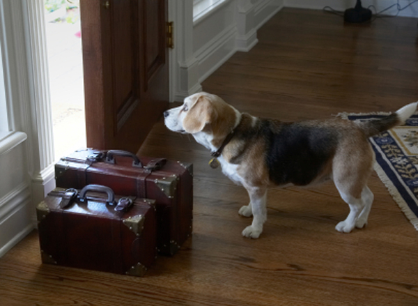 How to Get Dog Smell Out of House