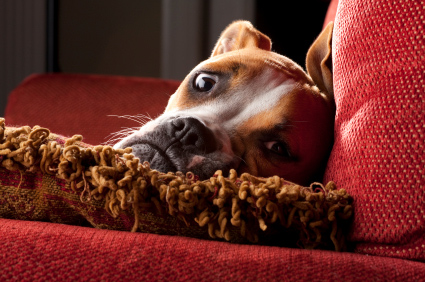 how to get dog pee smell out of furniture