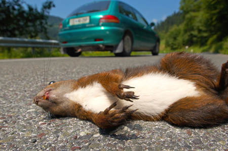 How to Get Roadkill Smell Off Car