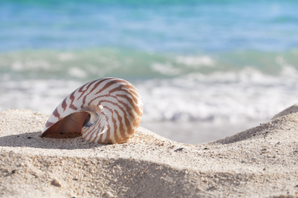 How to Get Smell Out of Sea Shells