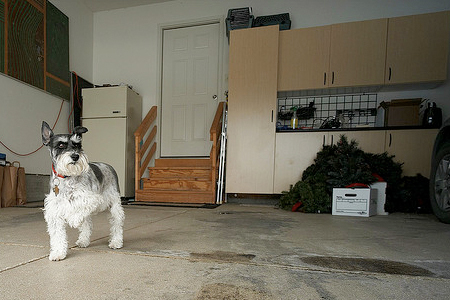 How to Get Dog Smell Out of Garage