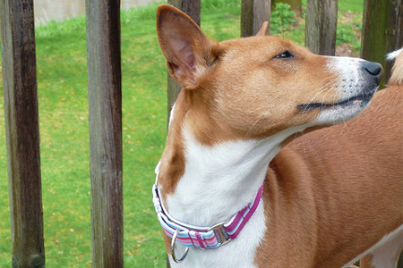 How to Get Smell Out of Dog Collar