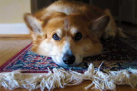 How to Get Dog Smell Out of Area Rug