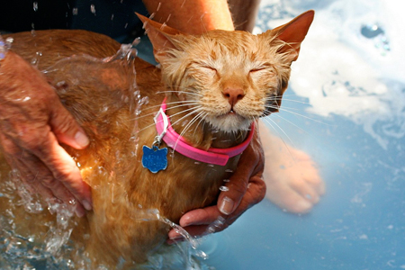 How to Get Skunk Smell Out of Cat