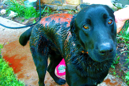 How to Get Skunk Smell Out of Dog’s Face