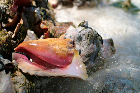 How to Get Smell Out of Conch Shells