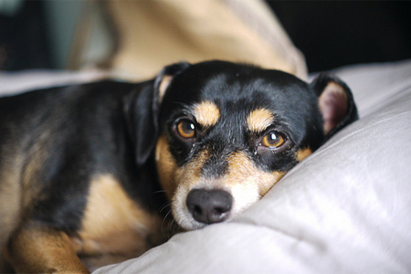 How to Get Smell Out of Pillowcases