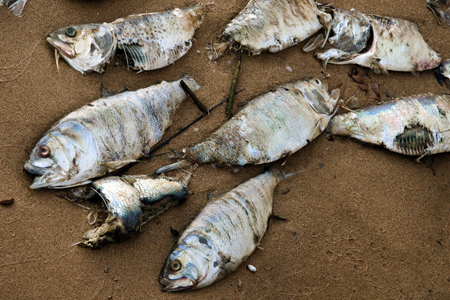 How to Get Rotten Fish Smell Out of Freezer