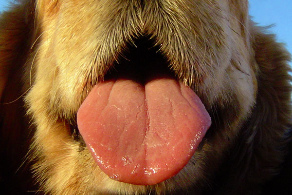 How to Freshen Dog’s Breath