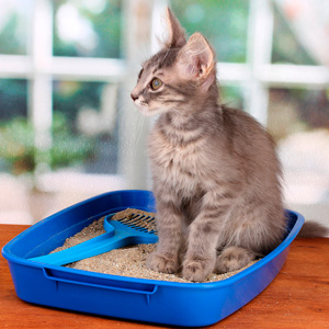 How to Get Rid of Smell in Cat Litter