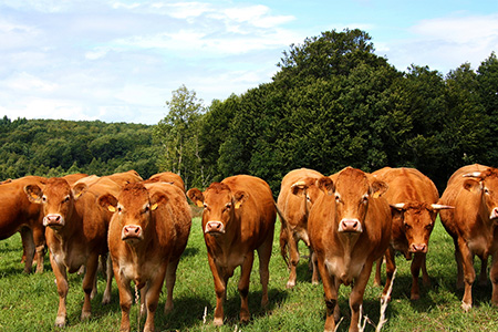 How to Get Rid of Manure Smell